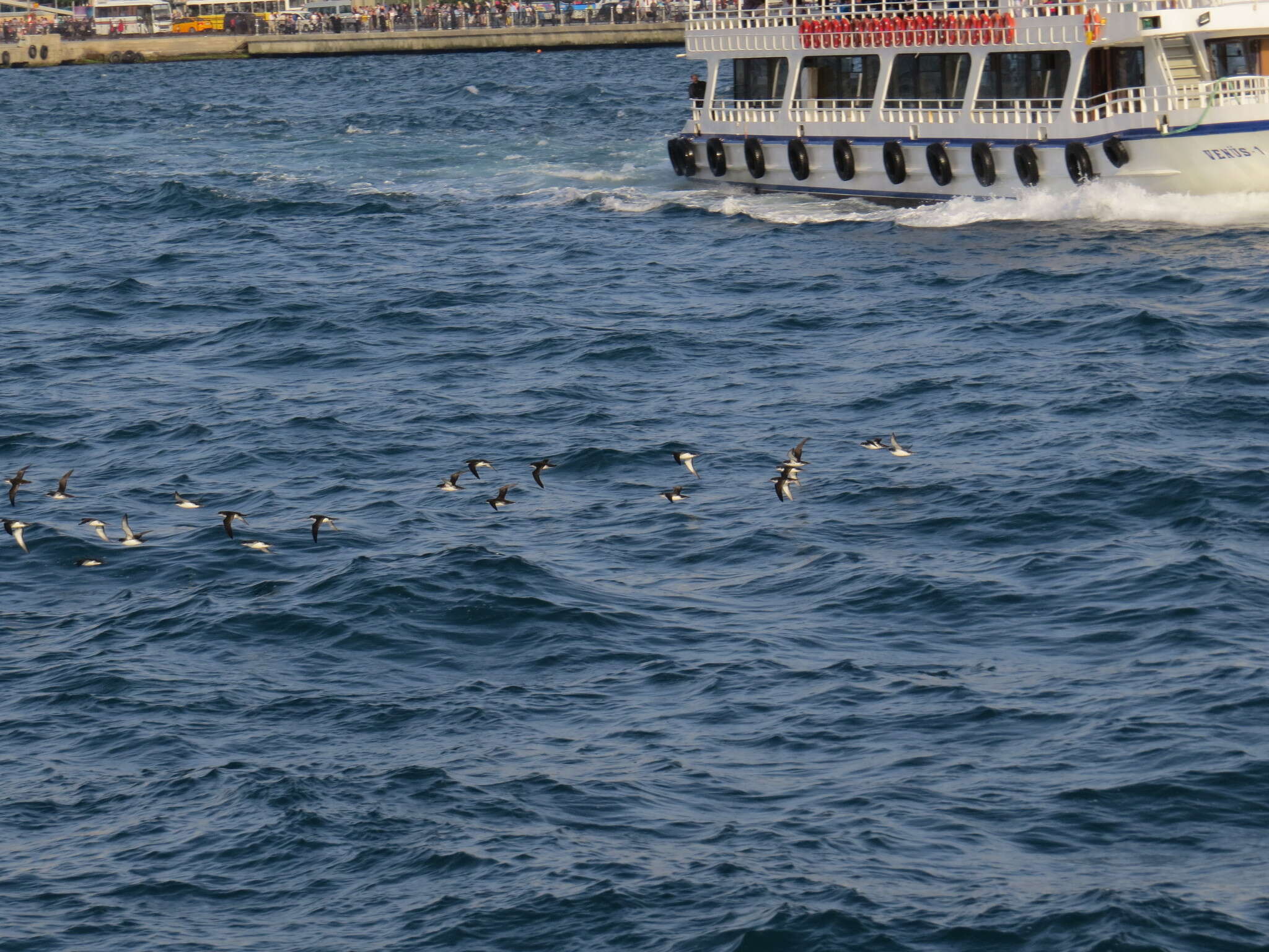 Image of Yelkouan Shearwater