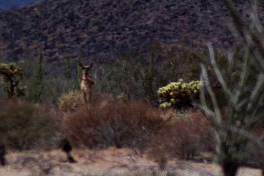 Image of sonoran pronghorn