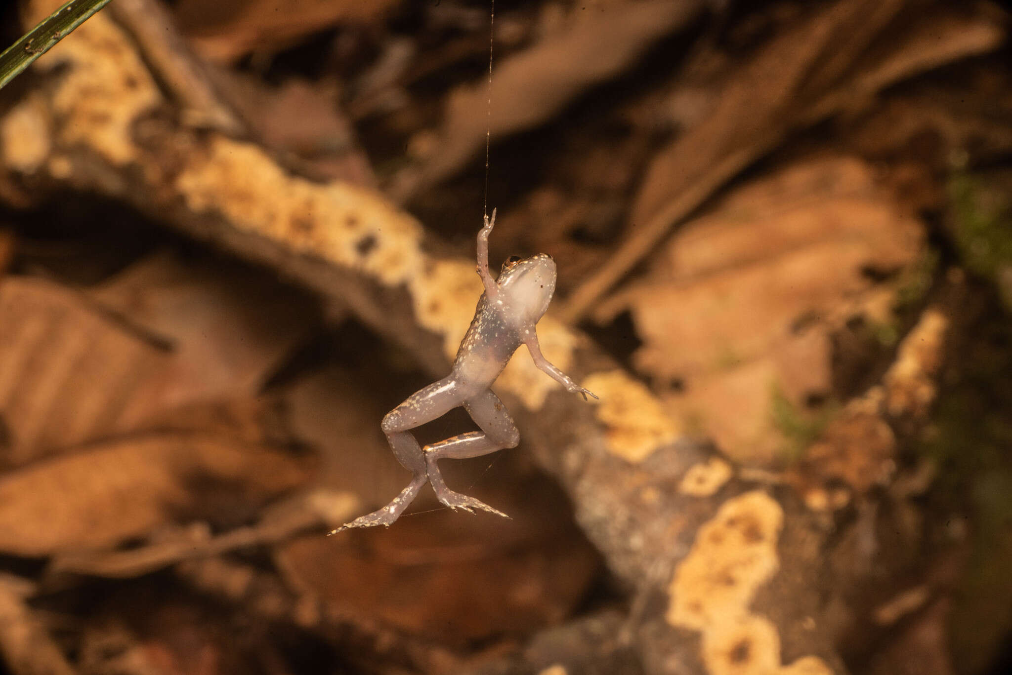 Image of Leptobrachella mjobergi Smith 1925