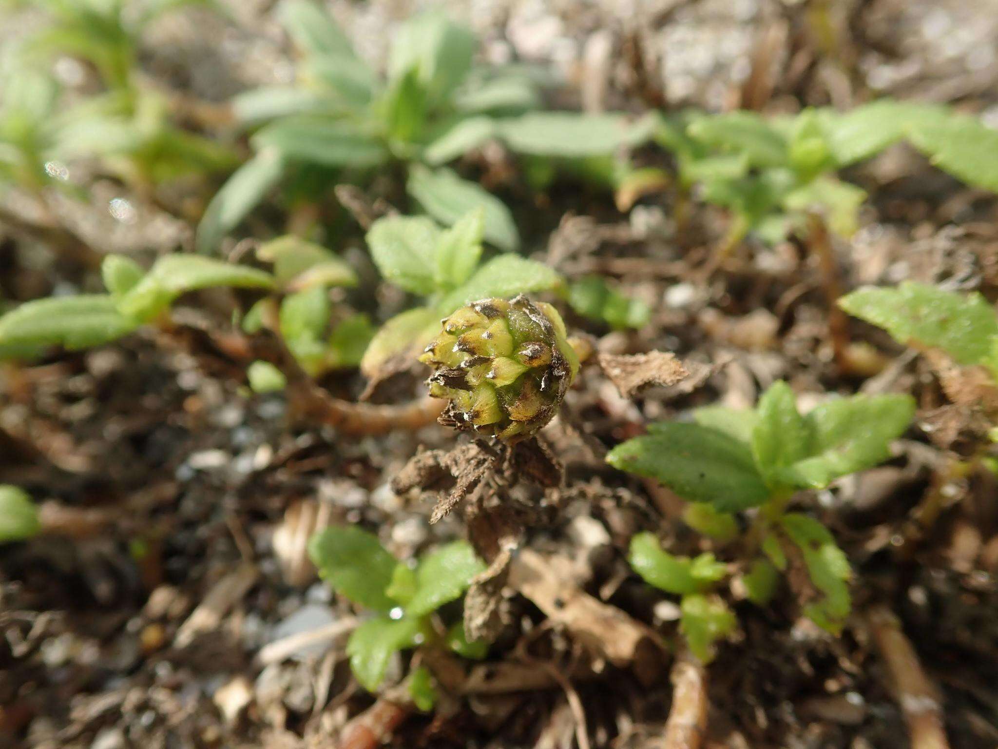 Image de Wollastonia dentata (H. Lév. & Vaniot) Orchard