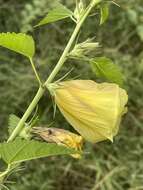 Image of Dongola hibiscus