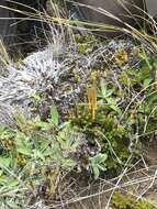 Imagem de Austrolycopodium fastigiatum (R. Br.) Holub