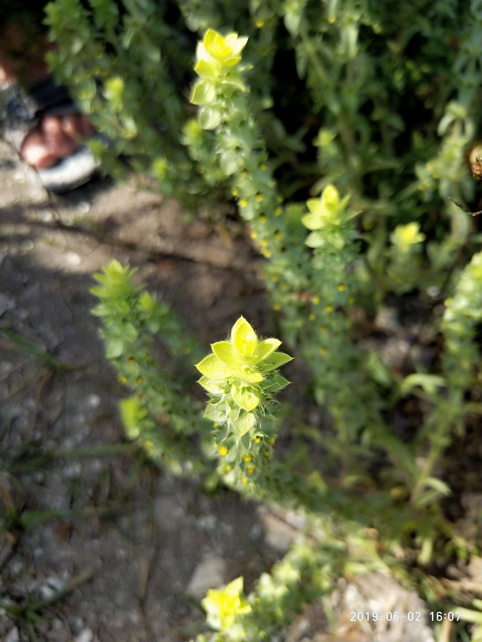 Image of mountain ironwort