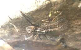 صورة Dolomedes instabilis L. Koch 1876