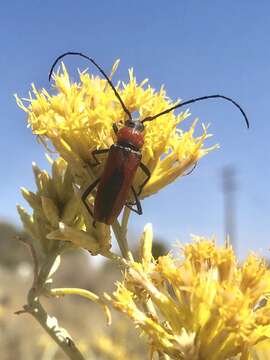 Image of Crossidius coralinus ascendens Linsley 1957