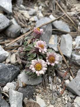 Image of Jones' Townsend daisy