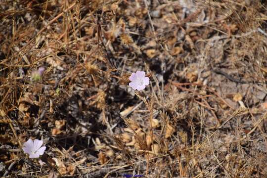 Слика од Malva hispanica L.