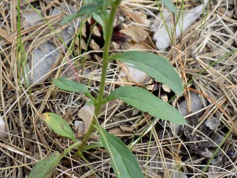 Sivun Veronica spicata subsp. paczoskiana (Klokov) Kosachev kuva