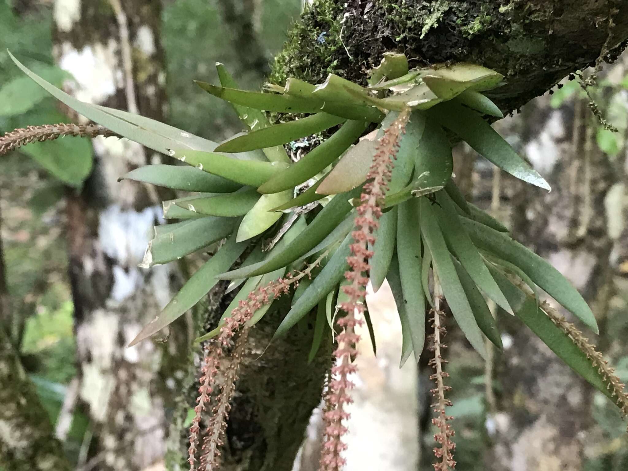 Image of Soldier's crest orchid