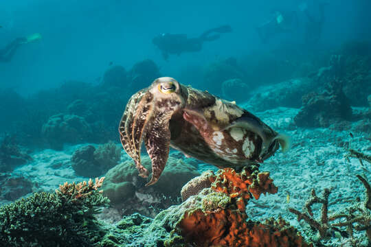 Image of Broadclub Cuttlefish