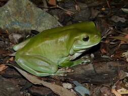 Imagem de Ranoidea caerulea (White 1790)