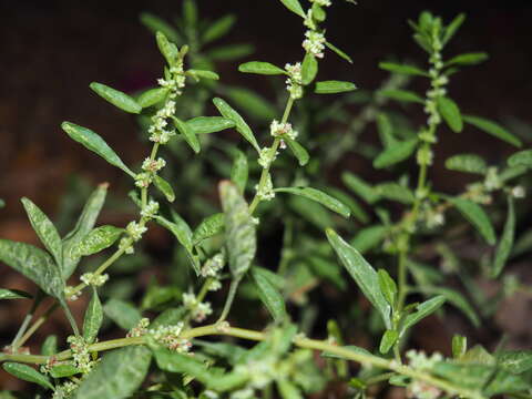 Image of Trans-Pecos Amaranth