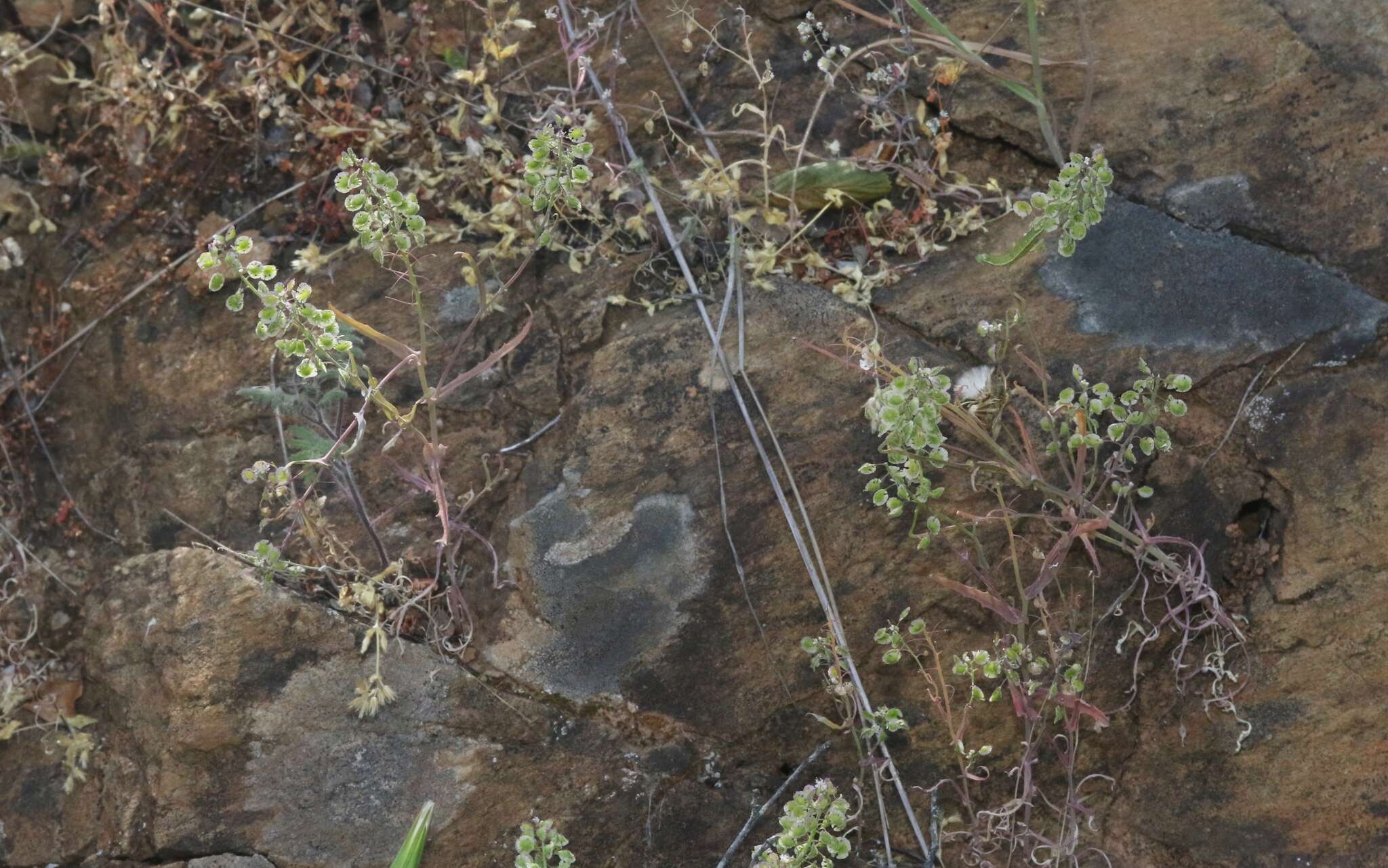 Image of Santa Cruz Island fringepod