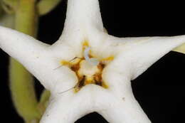 صورة Philibertia latiflora (Griseb.) Goyder