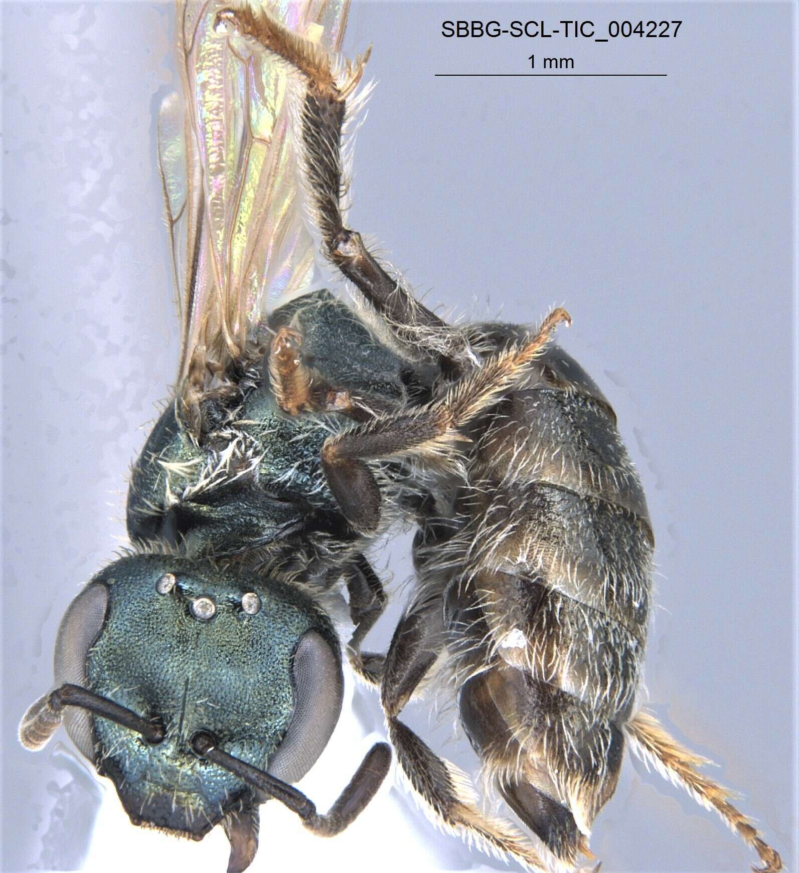 Image of Lasioglossum incompletum (Crawford 1907)