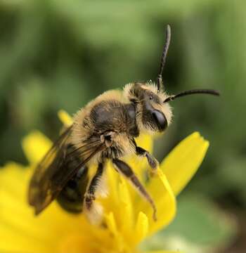 Image of Barbara's Andrena