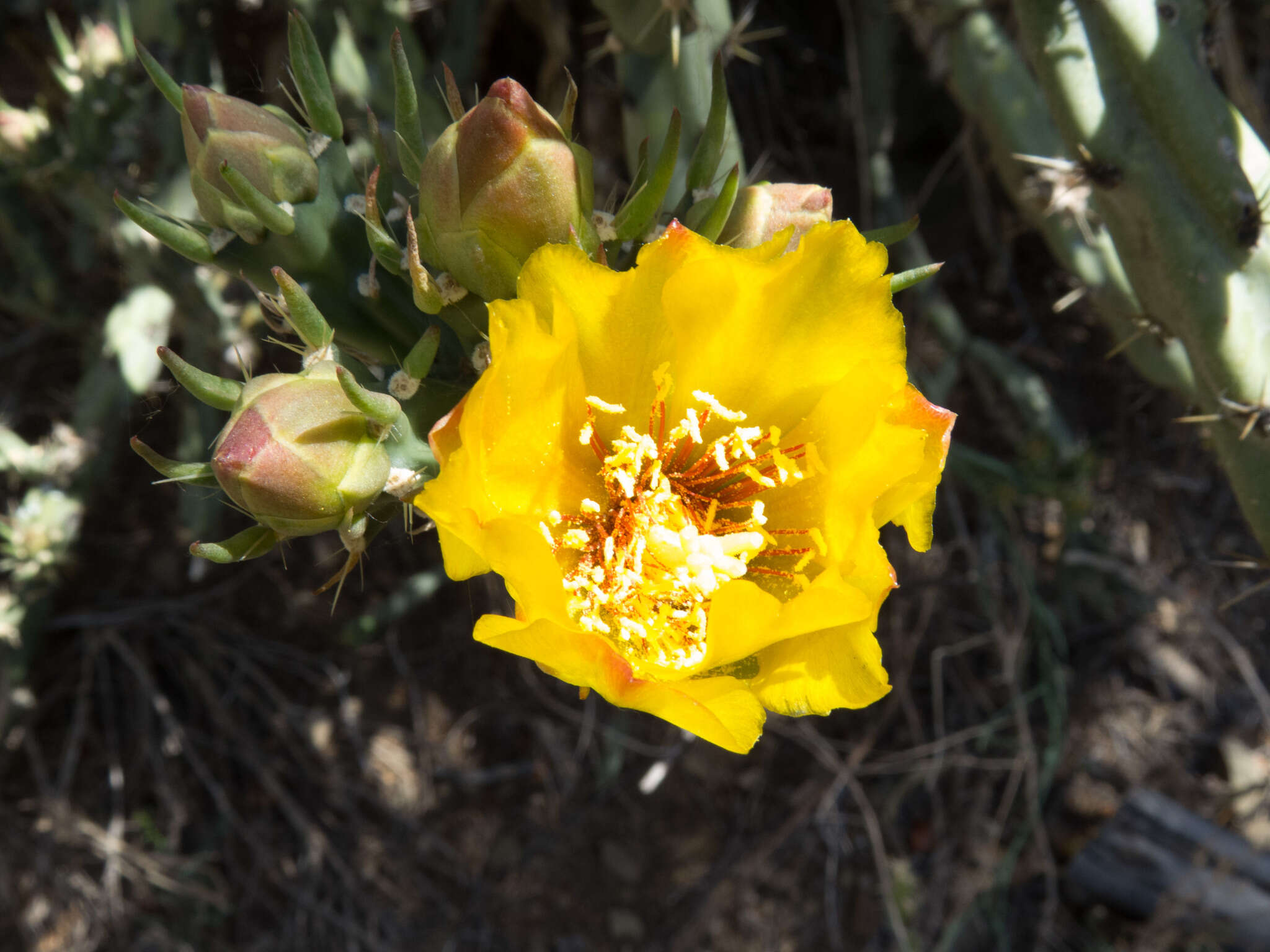 Image of Thornber's buckhorn cholla