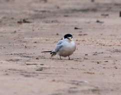 Image of Yellow-billed Tern