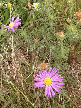 Machaeranthera tanacetifolia (Kunth) Nees resmi