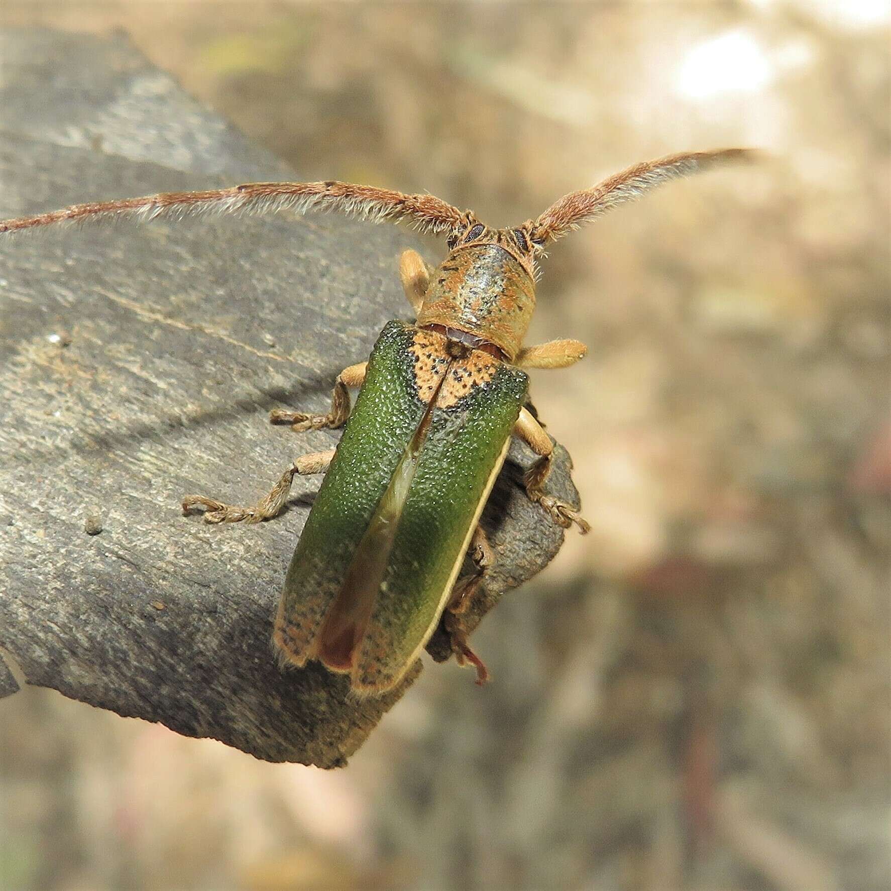 Image of Rhytiphora nigrovirens (Donovan 1805)