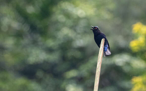 Image of Philippine Fairy-bluebird