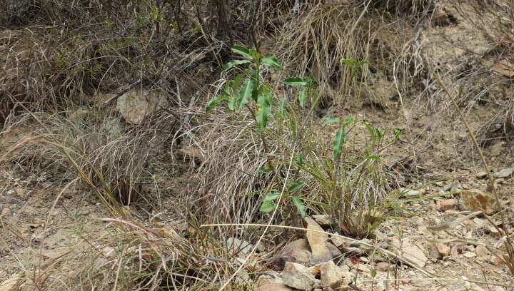 Image of Jatropha capensis (L. fil.) Sond.