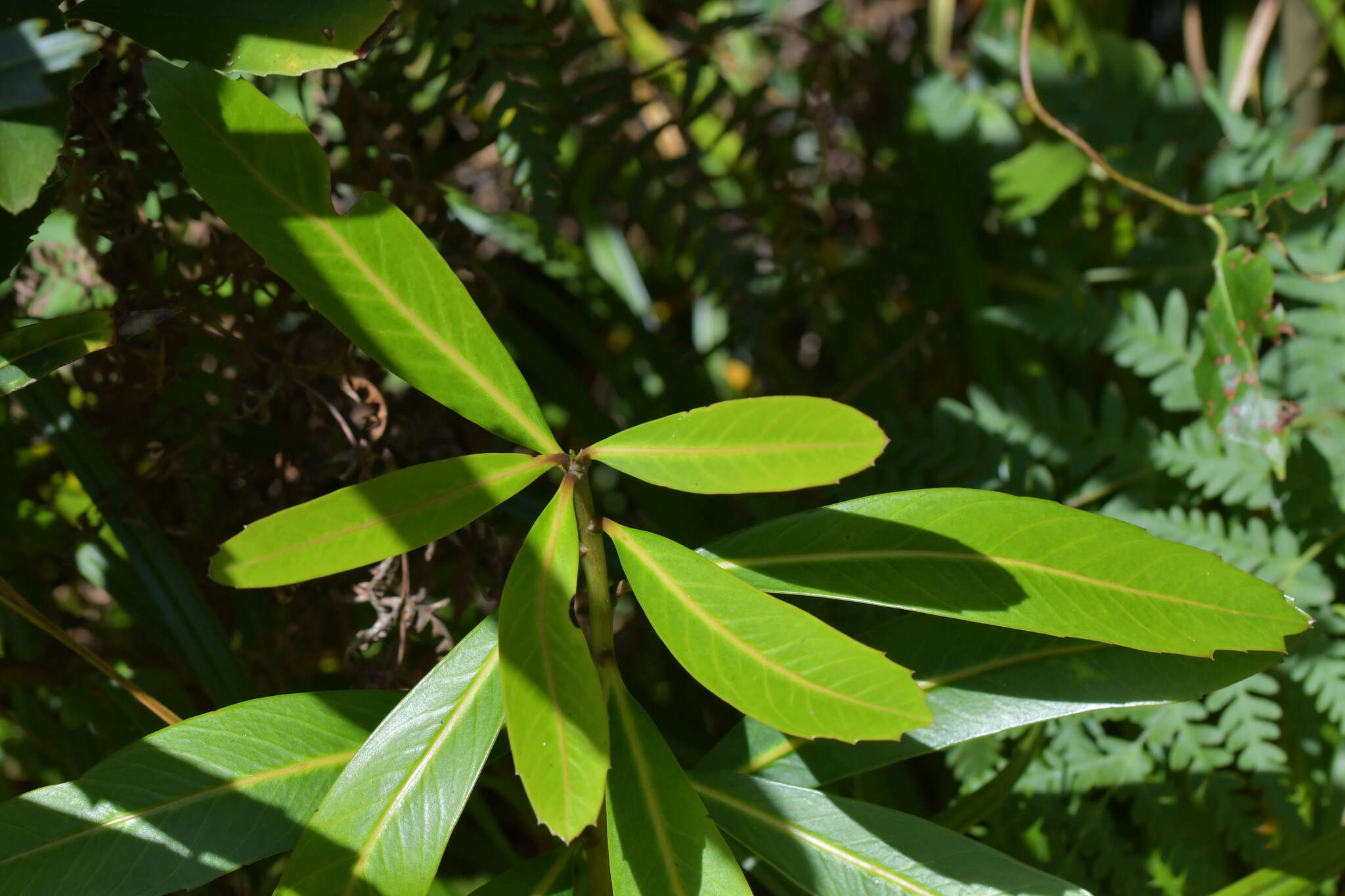 Image of Pseudopanax chathamicus Kirk
