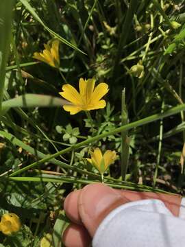 Imagem de Limnanthes douglasii subsp. sulphurea (C. T. Mason) C. T. Mason