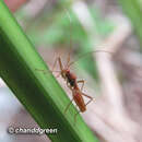 Image of Phaenacantha (Anorygma) bicolor (Distant & W. L. 1901)