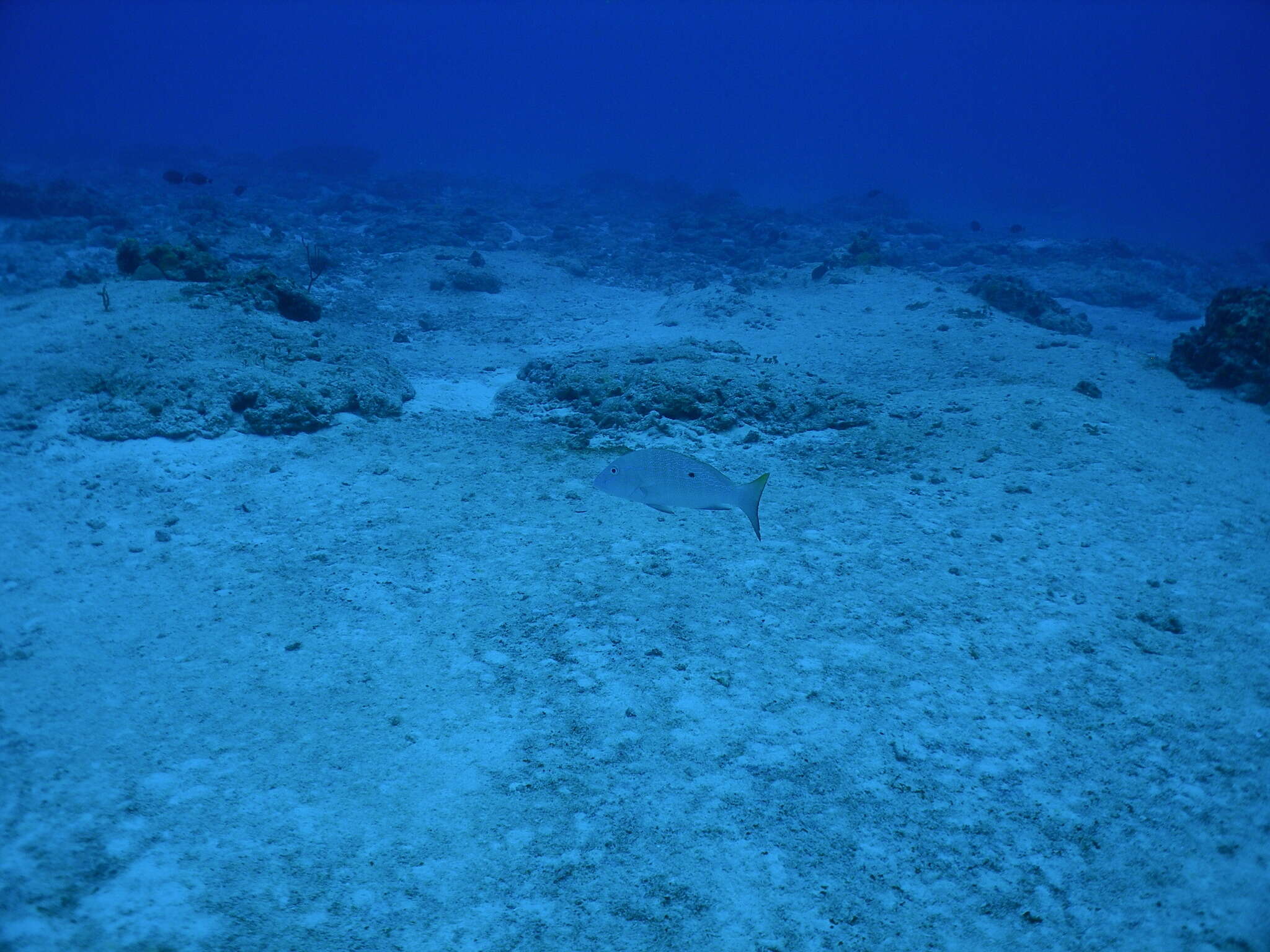 Image of Mutton Snapper