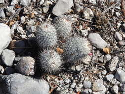 Image of Mammillaria haageana subsp. meissneri