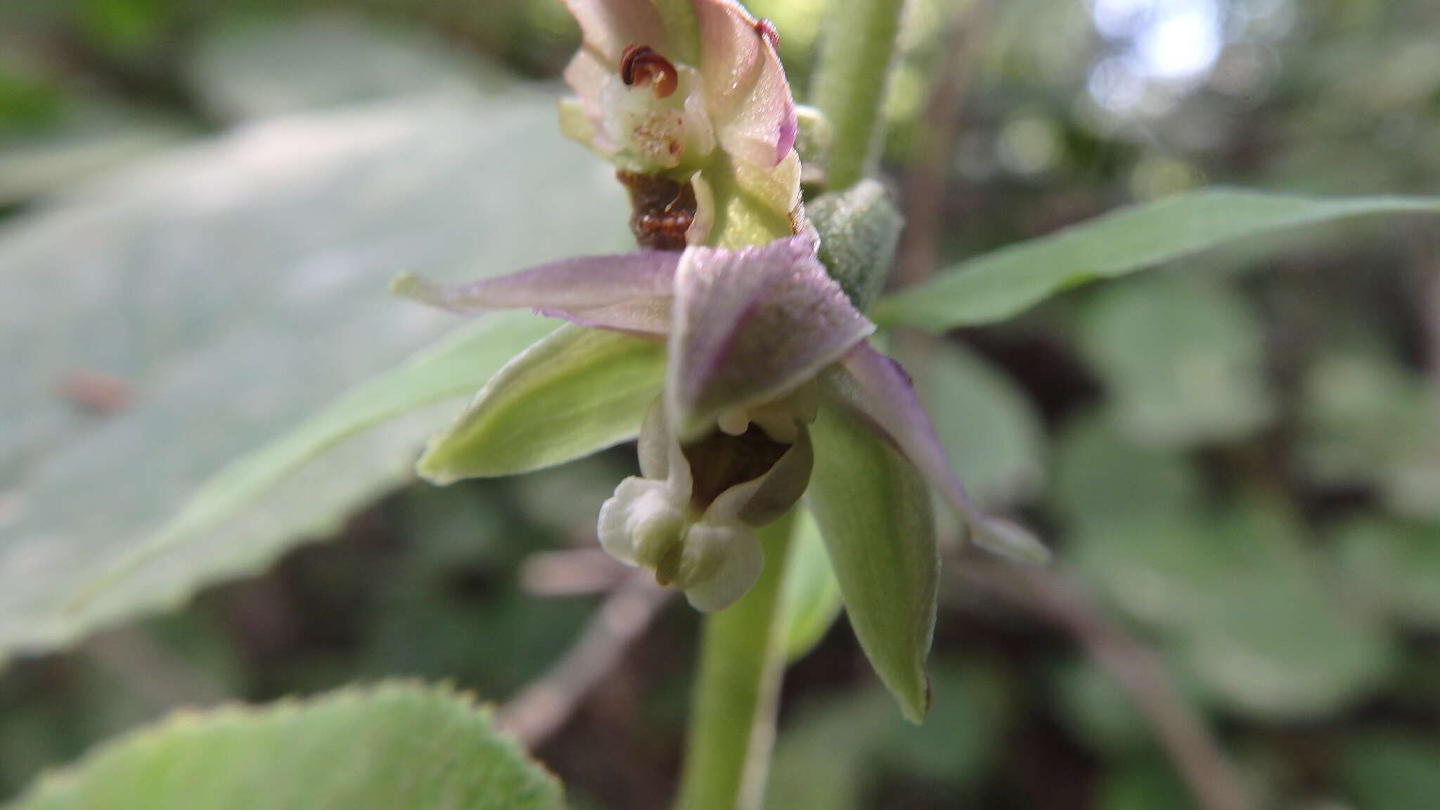 Imagem de Epipactis helleborine subsp. orbicularis (K. Richt.) E. Klein