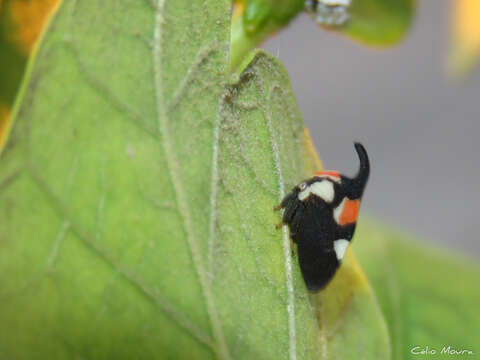 Image of Enchophyllum quinquemaculata Fairmaire