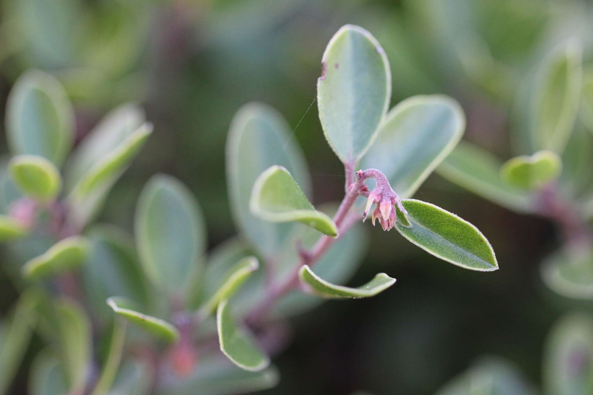 Image of Franciscan manzanita