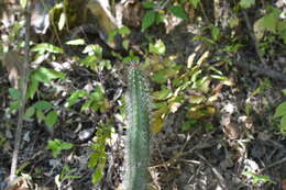 Image of Praecereus euchlorus subsp. diffusus (Britton & Rose) N. P. Taylor