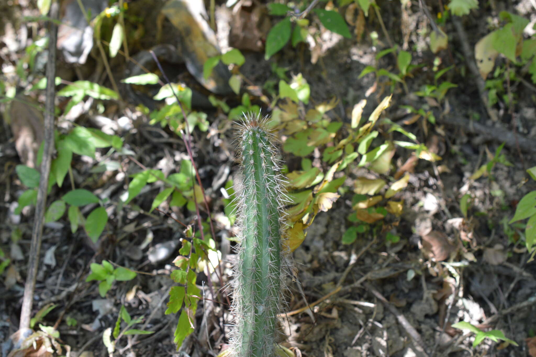 Image of Praecereus euchlorus subsp. diffusus (Britton & Rose) N. P. Taylor