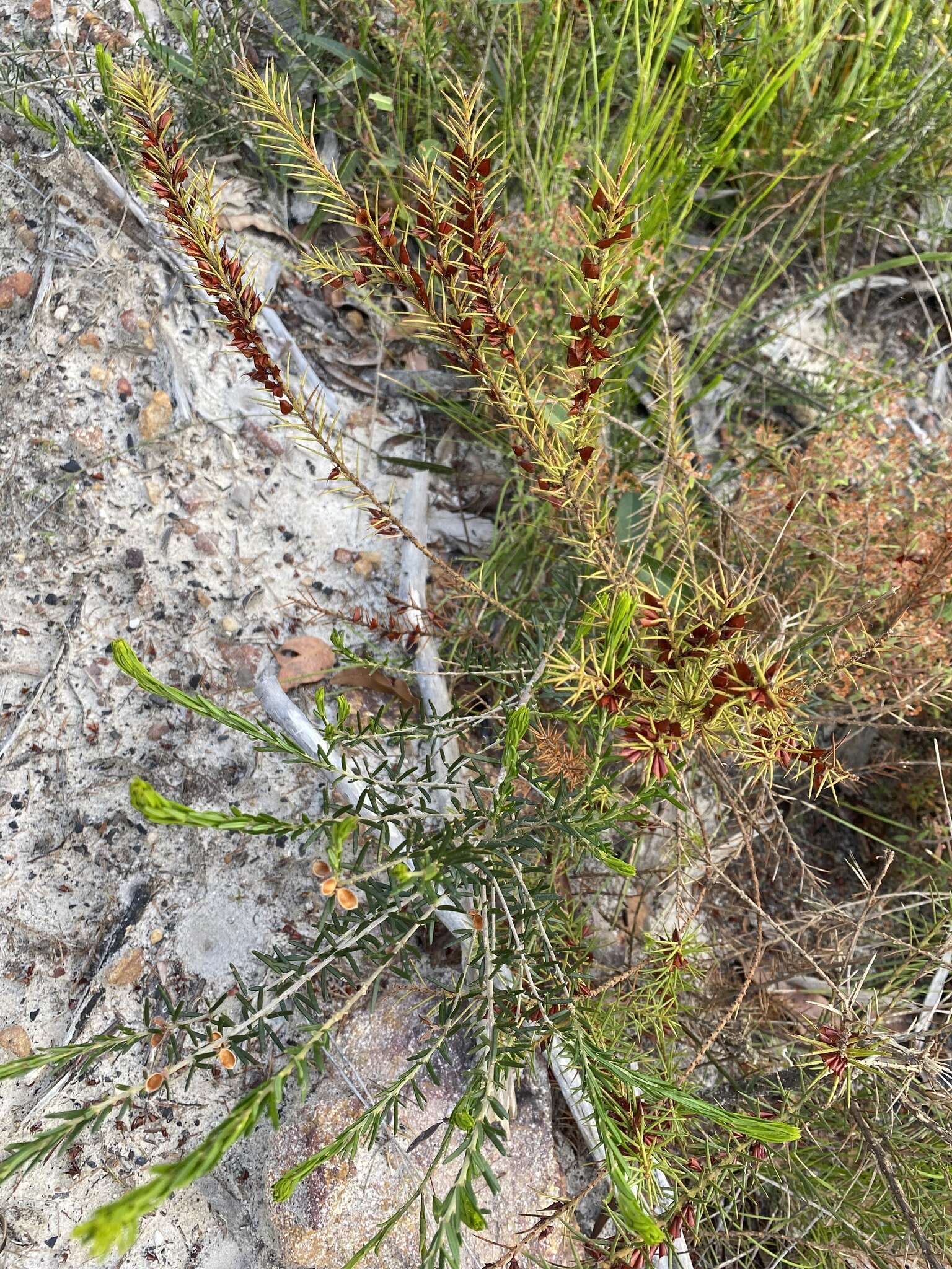 Image of Daviesia acicularis Sm.