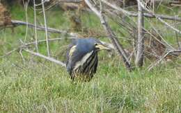 Image of Dwarf Bittern