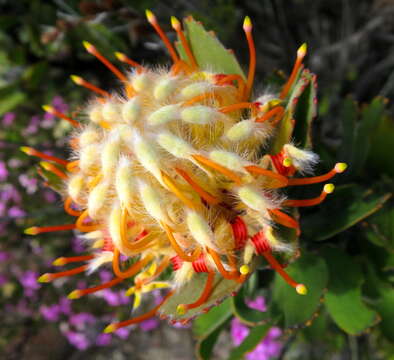 Image of Leucospermum pluridens Rourke