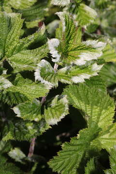 Image of Podosphaera filipendulae (Z. Y. Zhao) T. Z. Liu & U. Braun 2010