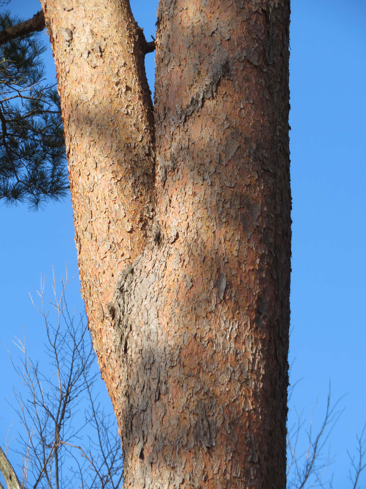 Image of Japanese Red Pine