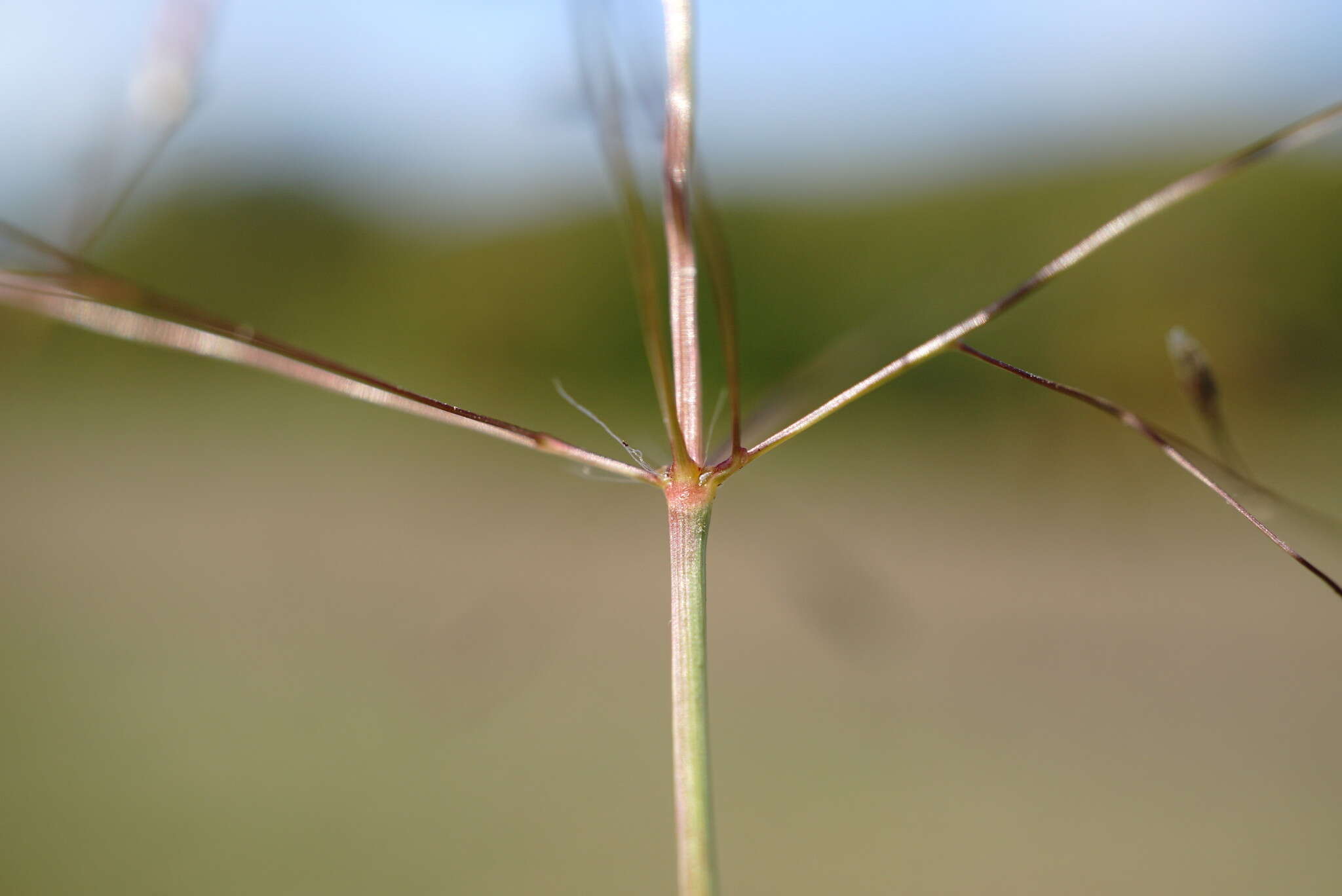 Image of Indian lovegrass