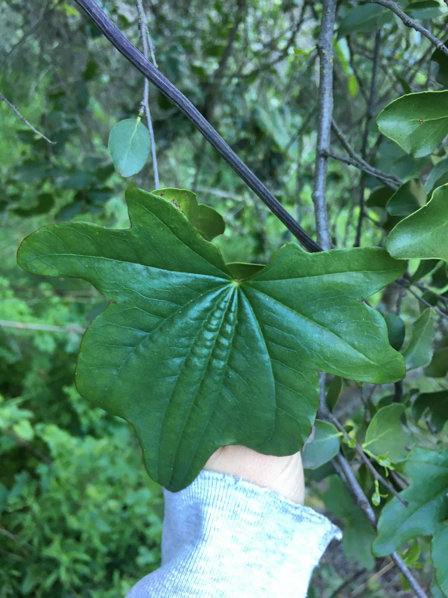 Image of Dioscorea bryoniifolia Poepp.