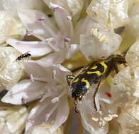 Image of Ornate Checkered Beetle