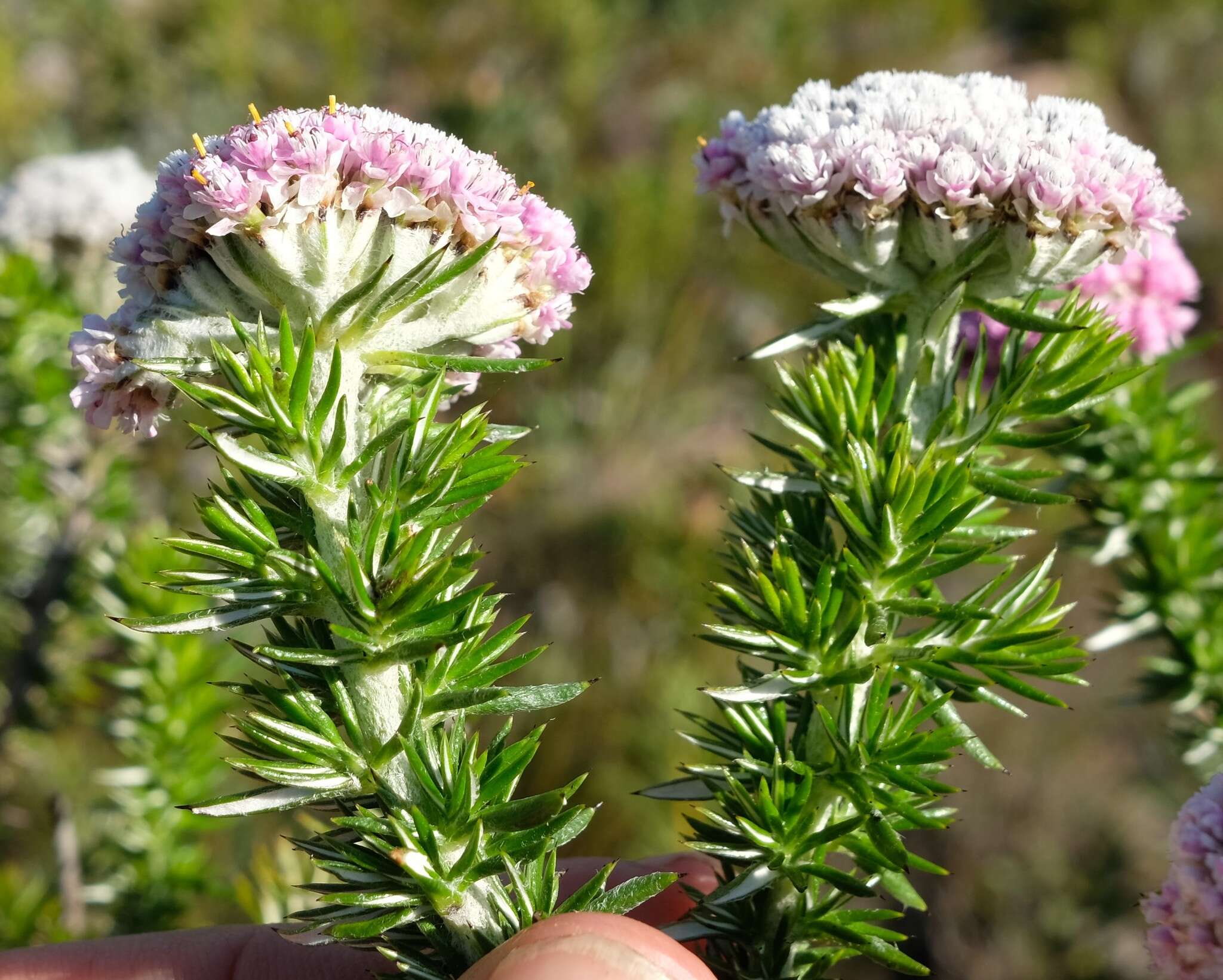 Image of Metalasia muraltiifolia DC.