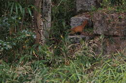 Image of Japanese Weasel