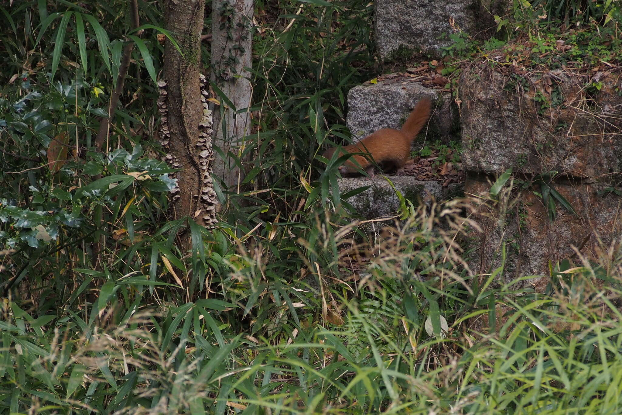 Image of Japanese Weasel