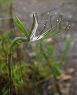 Image of Bartholina etheliae Bolus