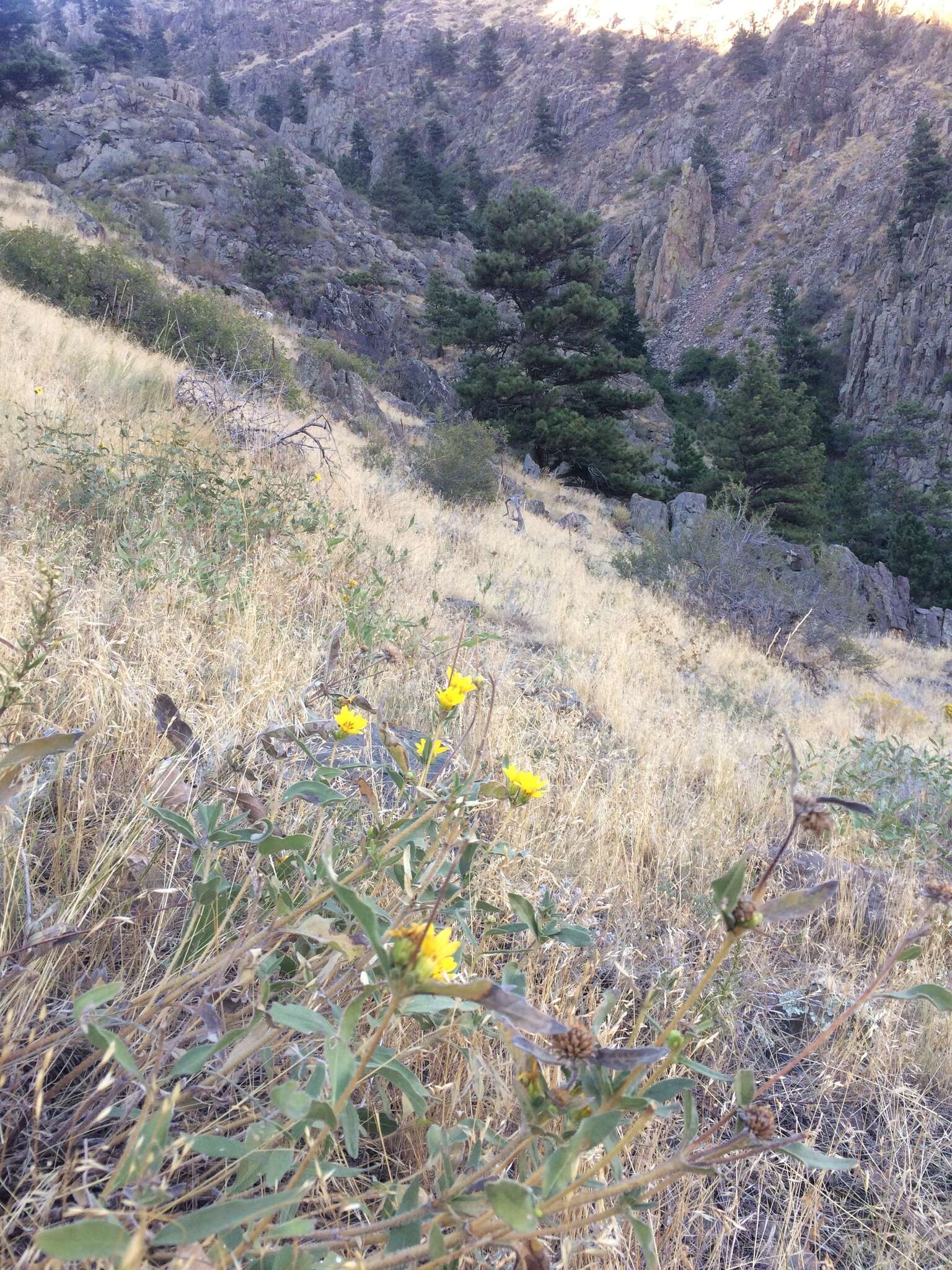 Image of little sunflower