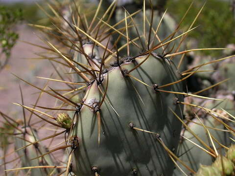 Image of pricklypear